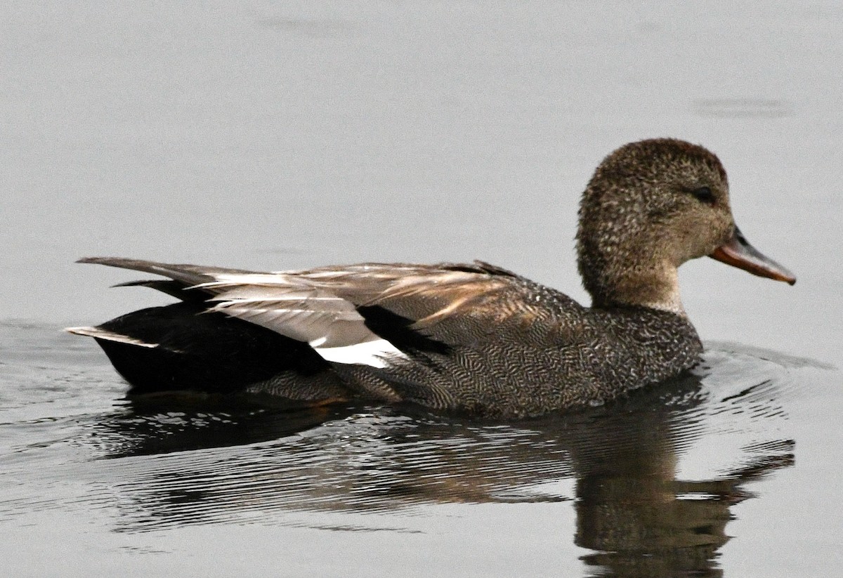 Gadwall - ML620791775