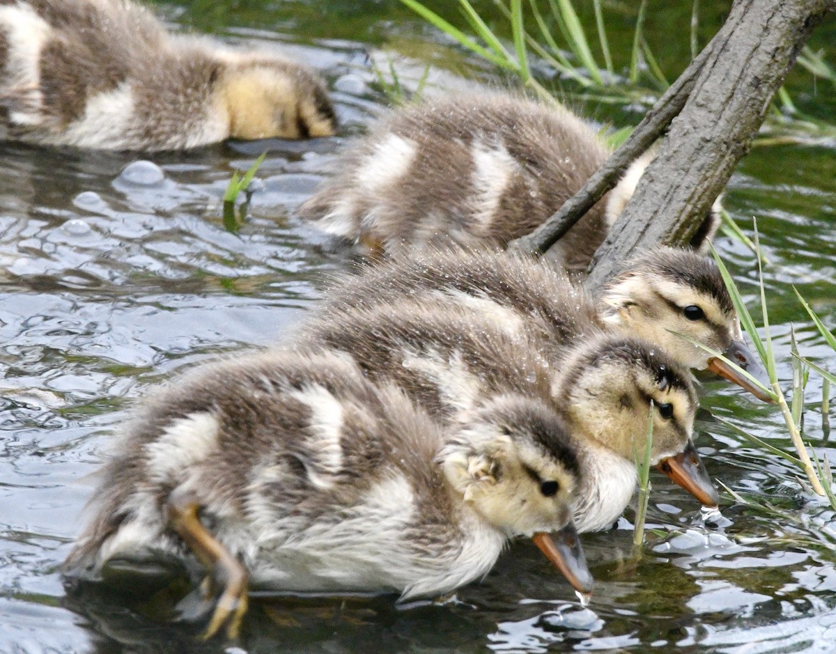 Gadwall - ML620791778