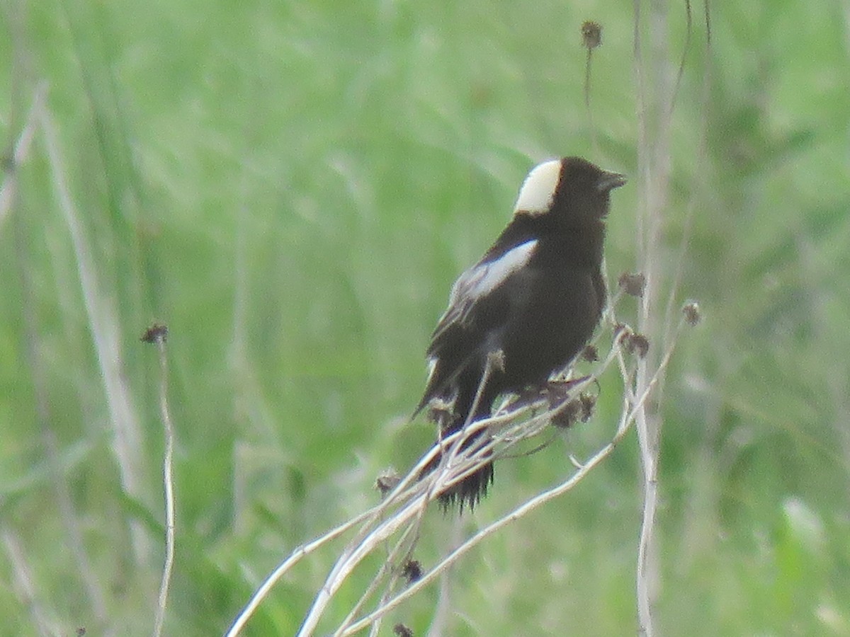 Bobolink - ML620791783
