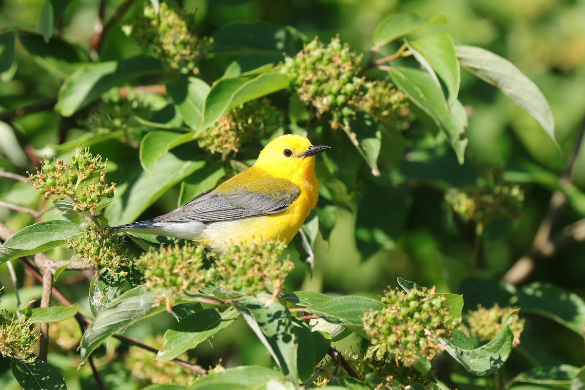 Prothonotary Warbler - Fred Grenier