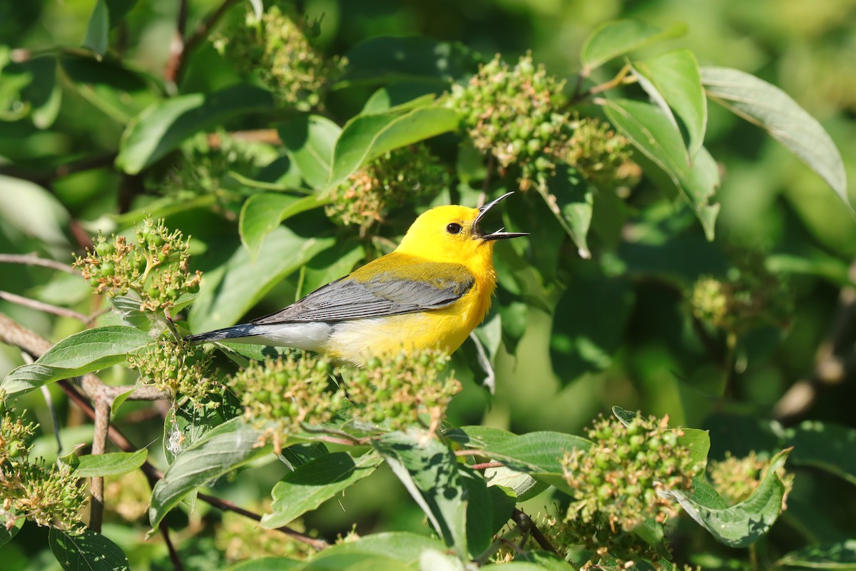 Prothonotary Warbler - ML620791785