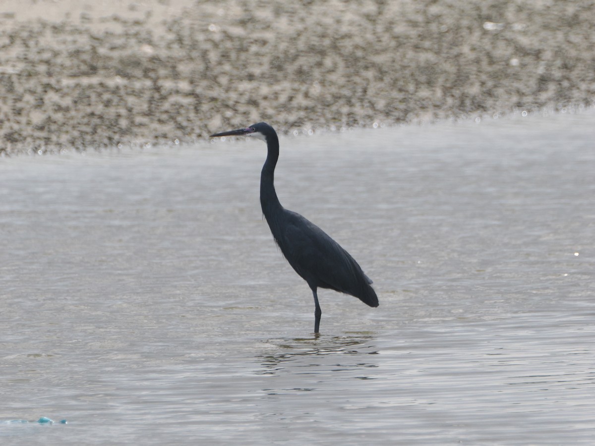 Western Reef-Heron - ML620791786