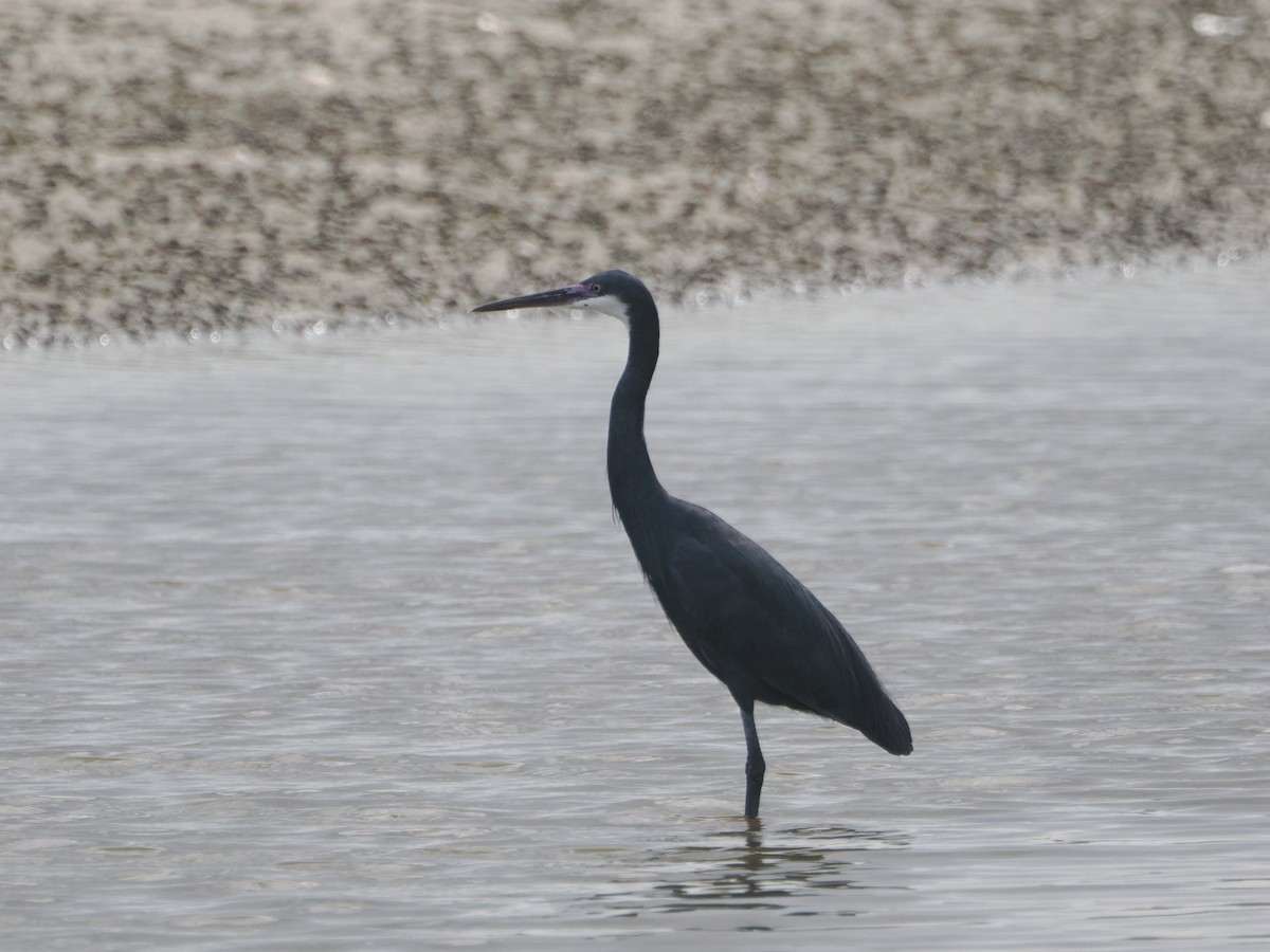 Western Reef-Heron - Miles Mcevoy