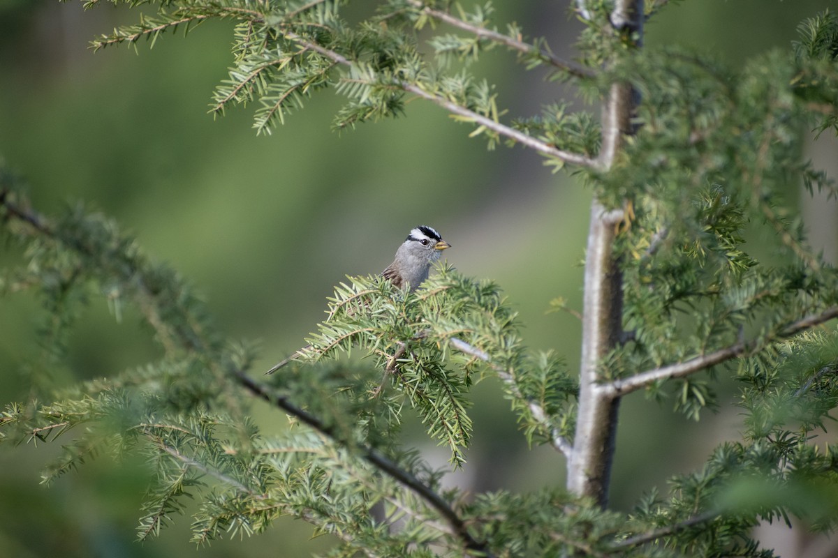 White-crowned Sparrow - ML620791788