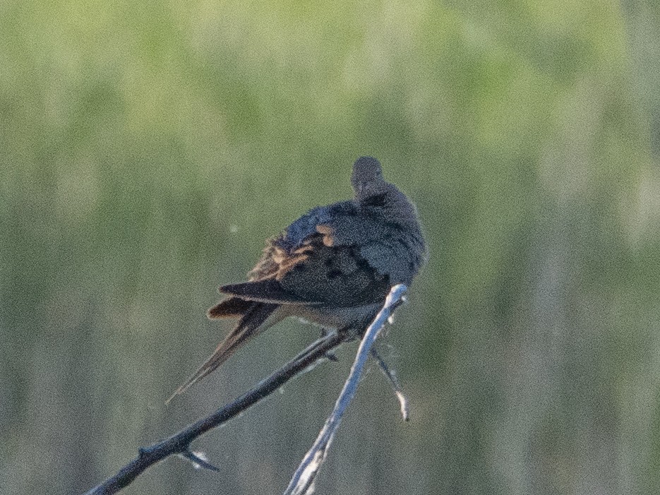 Mourning Dove - ML620791794