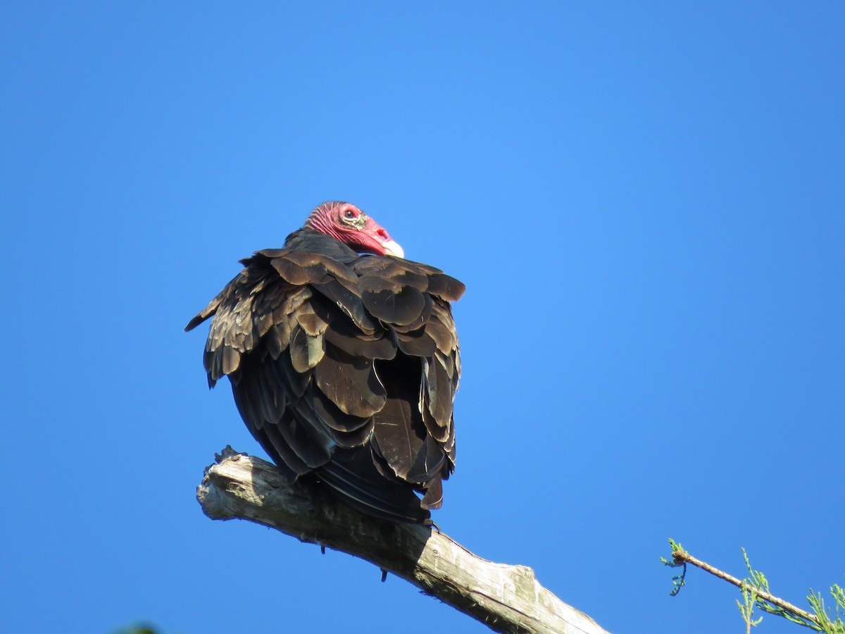 Turkey Vulture - ML620791795