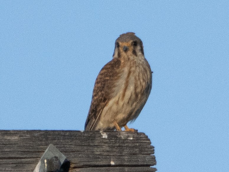 American Kestrel - ML620791796