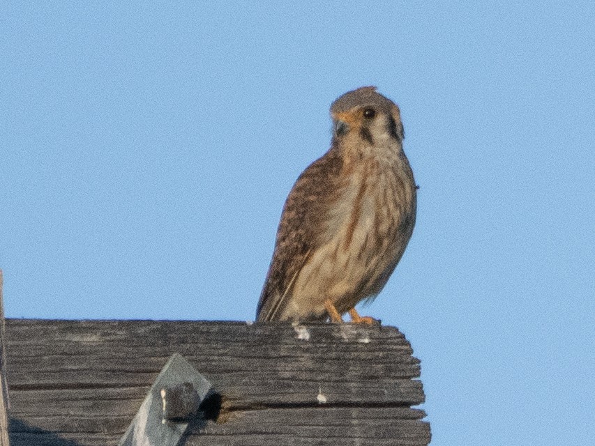 American Kestrel - ML620791797