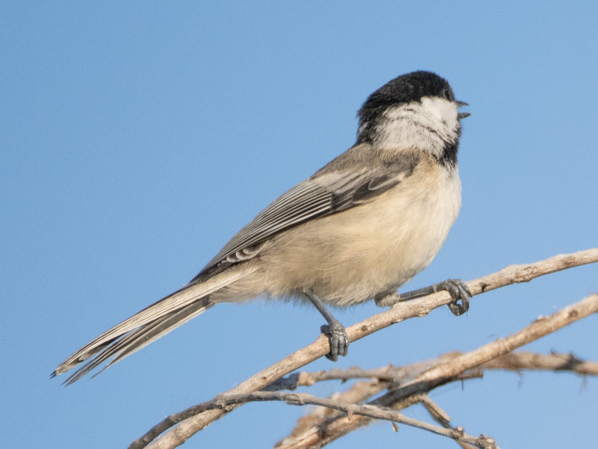 Black-capped Chickadee - ML620791798