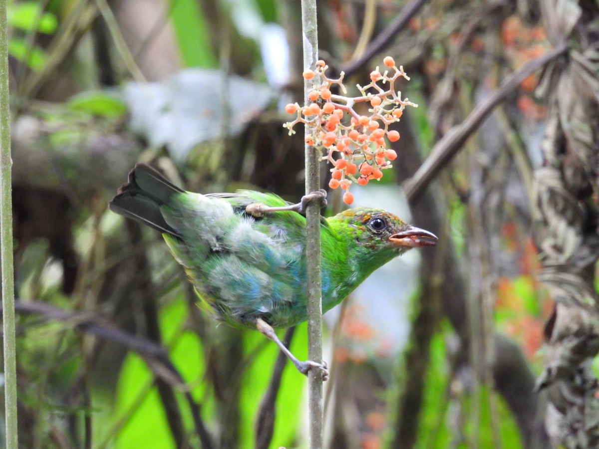 Rufous-winged Tanager - ML620791800