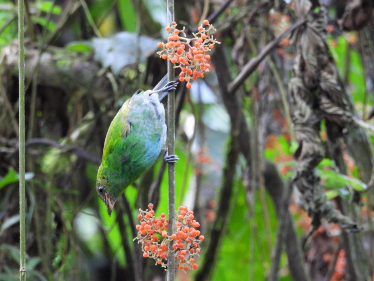 Rufous-winged Tanager - ML620791801