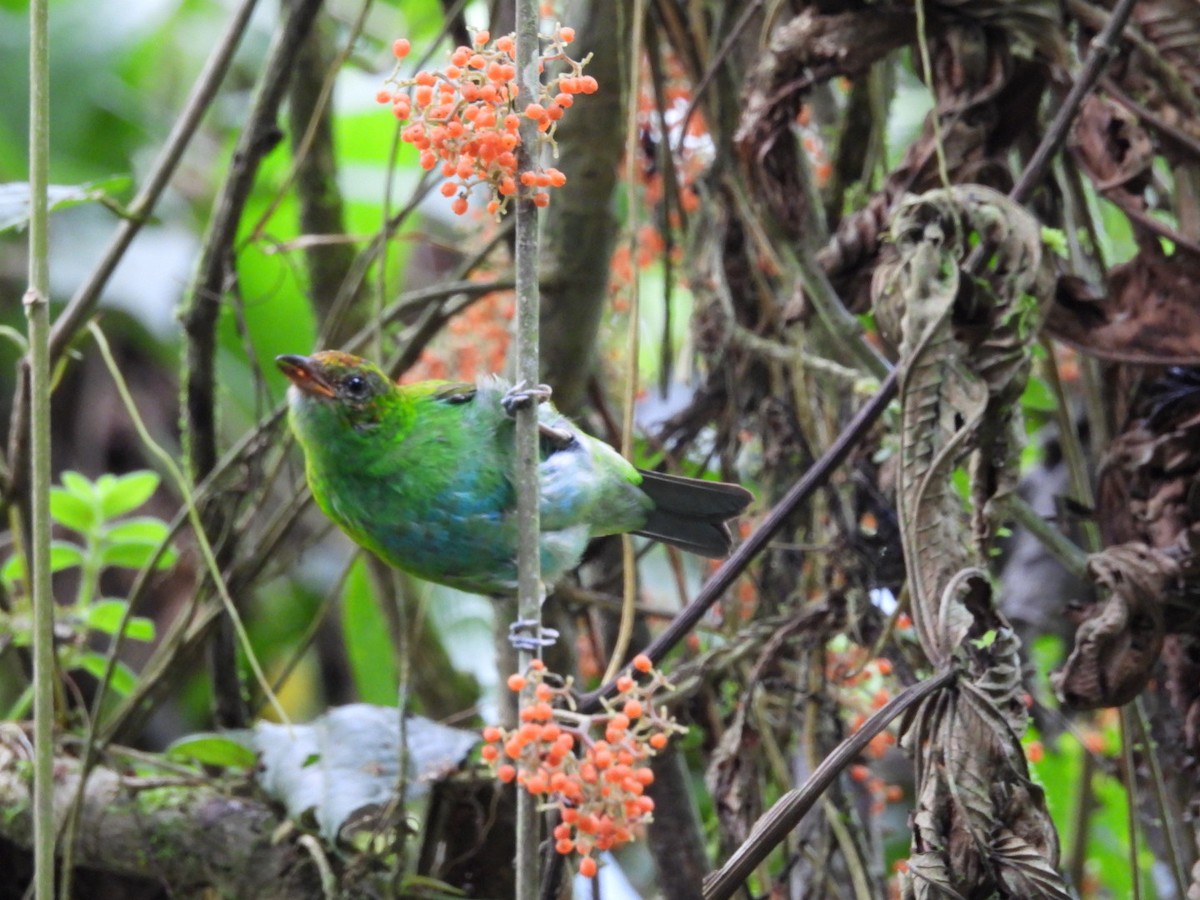 Rufous-winged Tanager - ML620791802