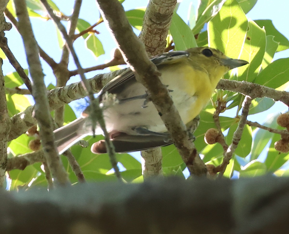 Yellow-throated Vireo - ML620791803