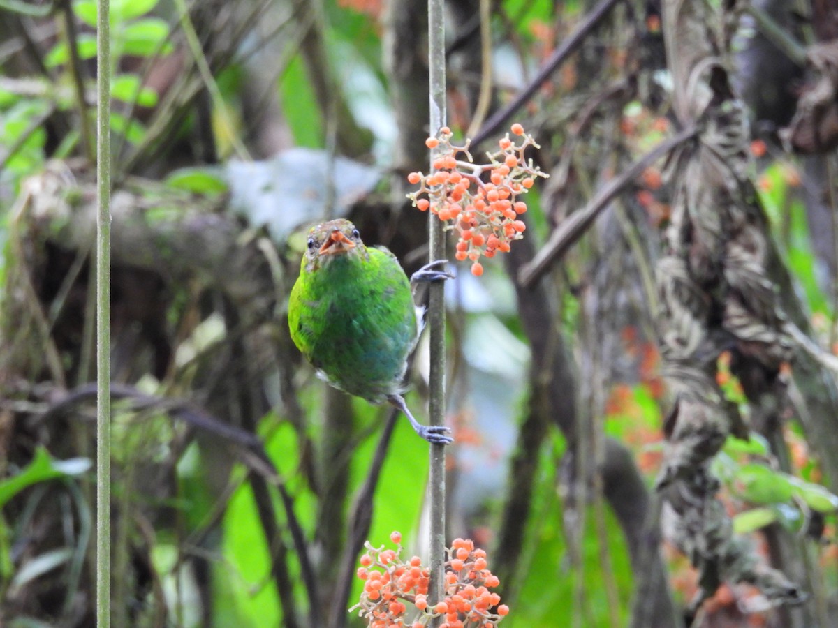 Rufous-winged Tanager - ML620791804