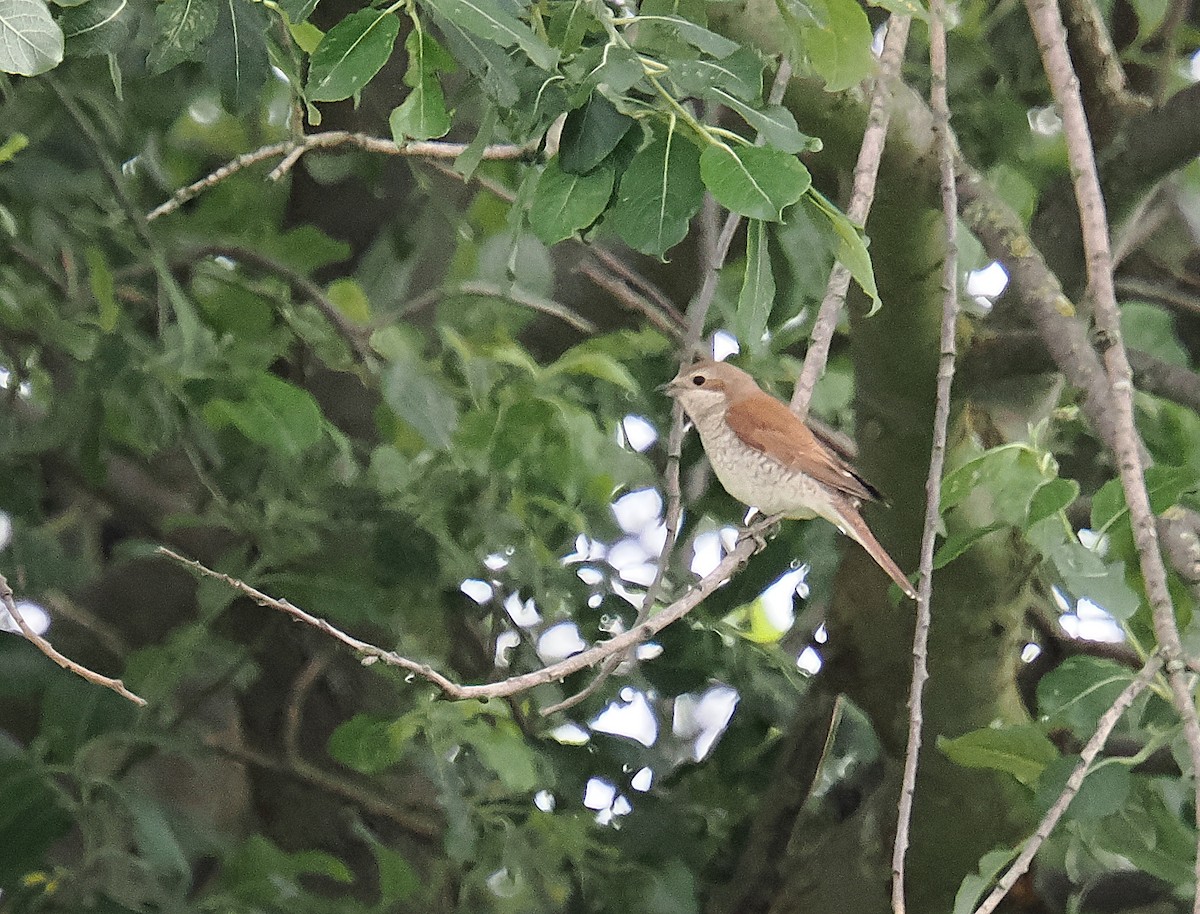 Red-backed Shrike - ML620791805