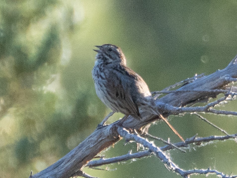 Song Sparrow - ML620791806