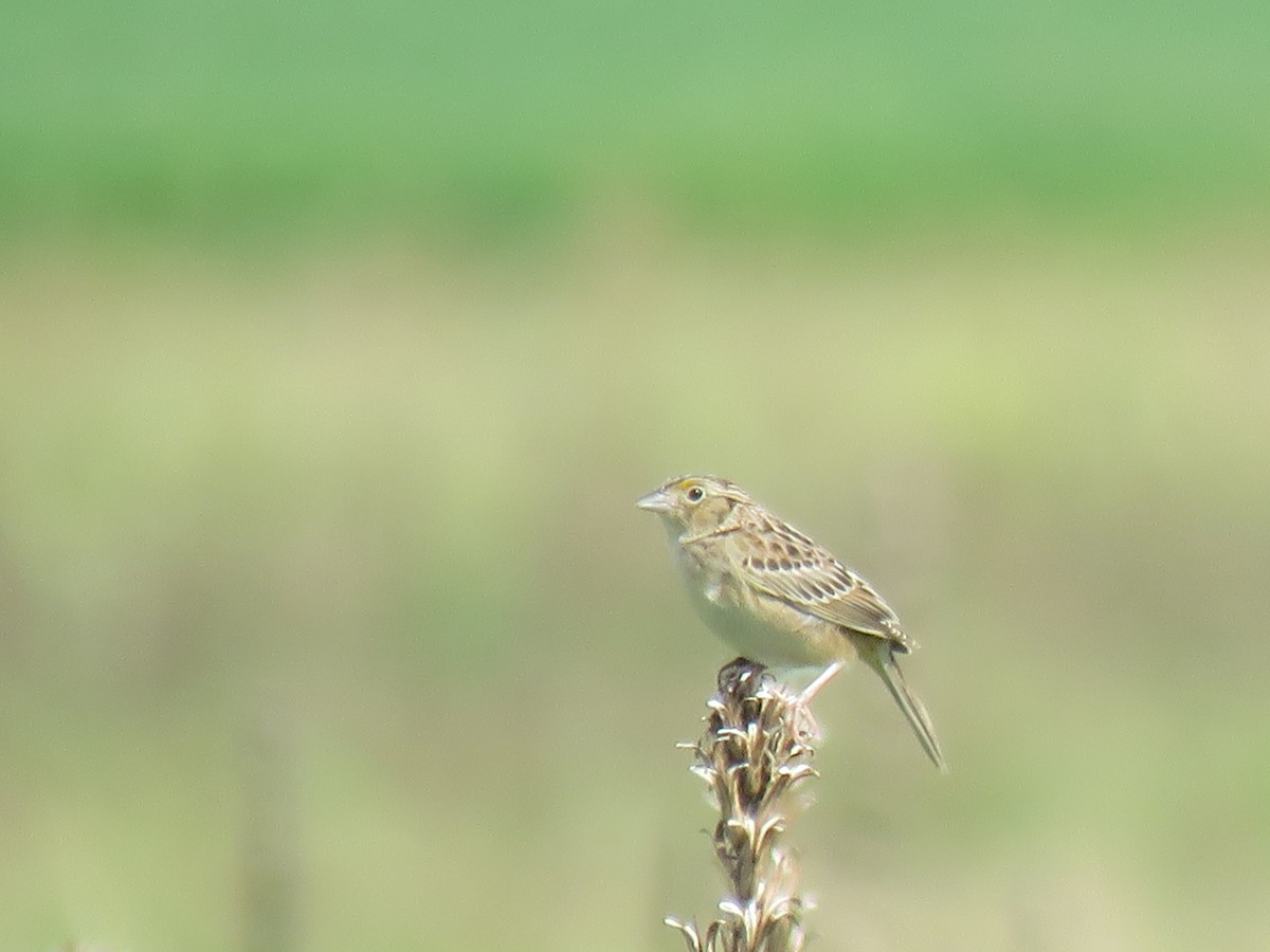 Grasshopper Sparrow - ML620791807