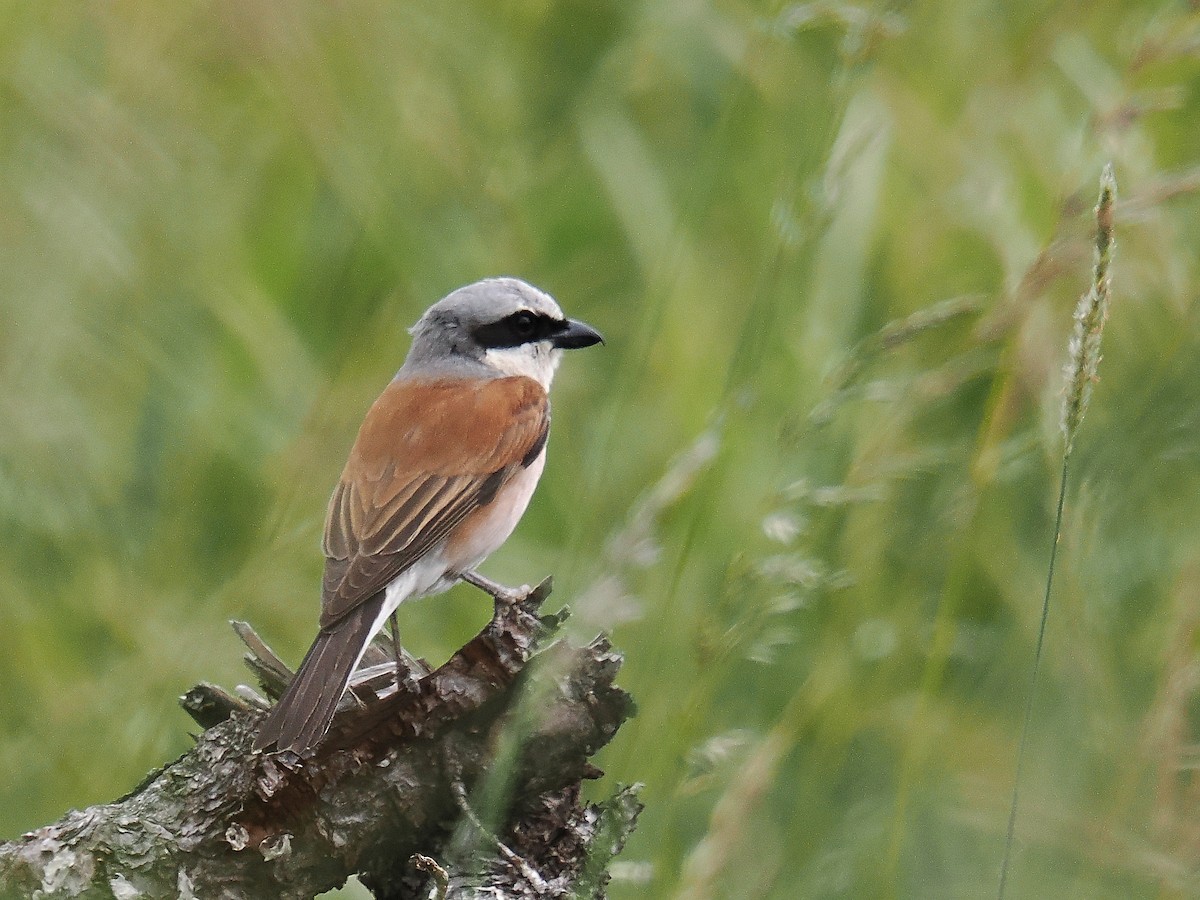 Red-backed Shrike - ML620791808