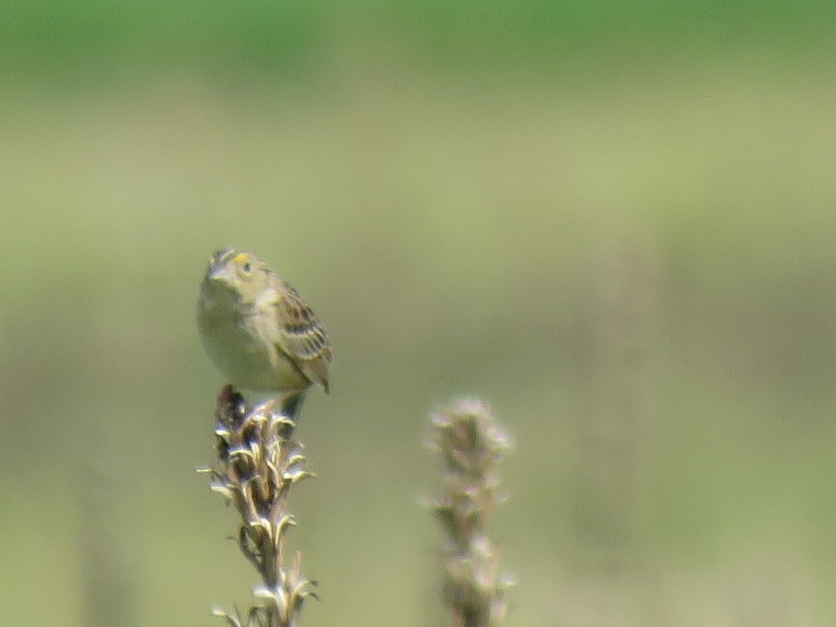 Grasshopper Sparrow - ML620791809