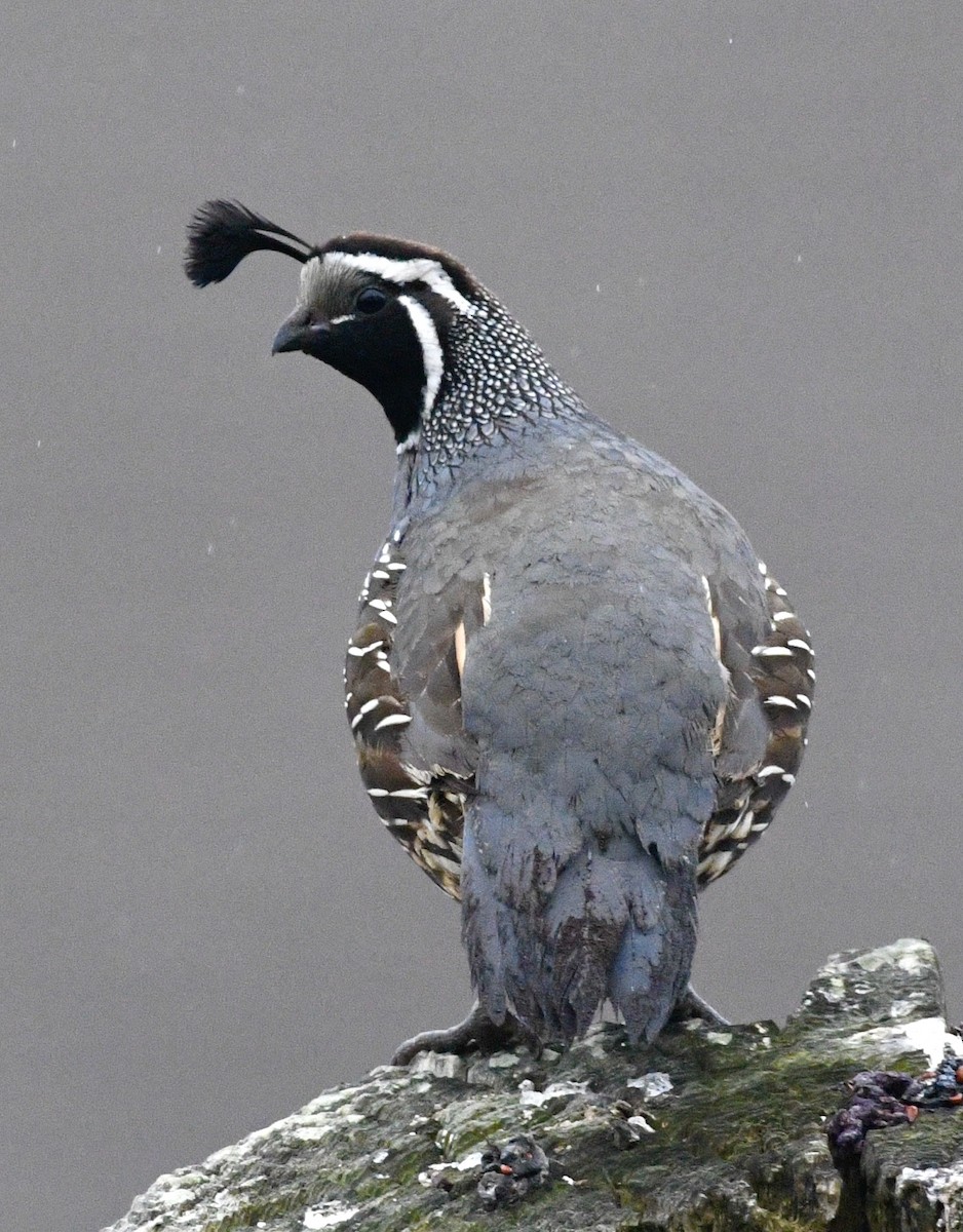 California Quail - ML620791812