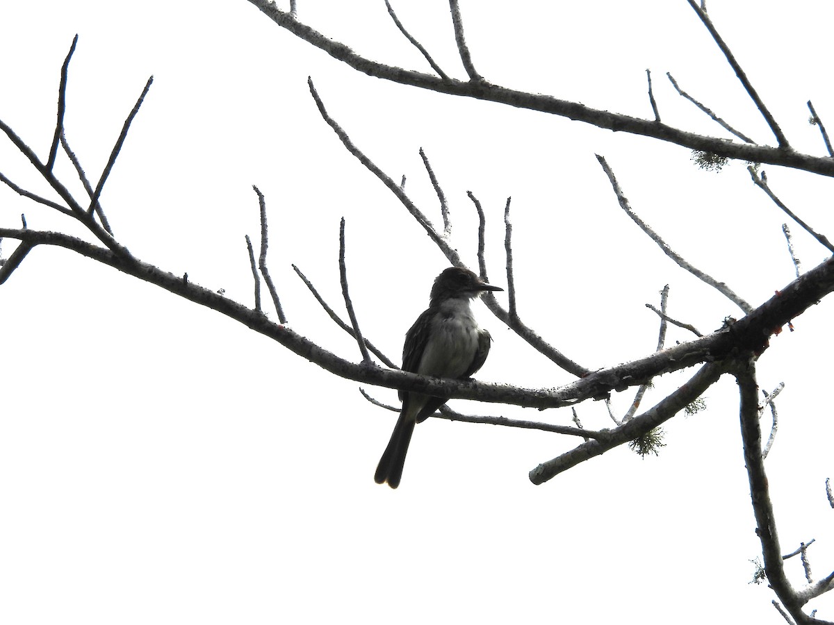 Gray Kingbird - ML620791814