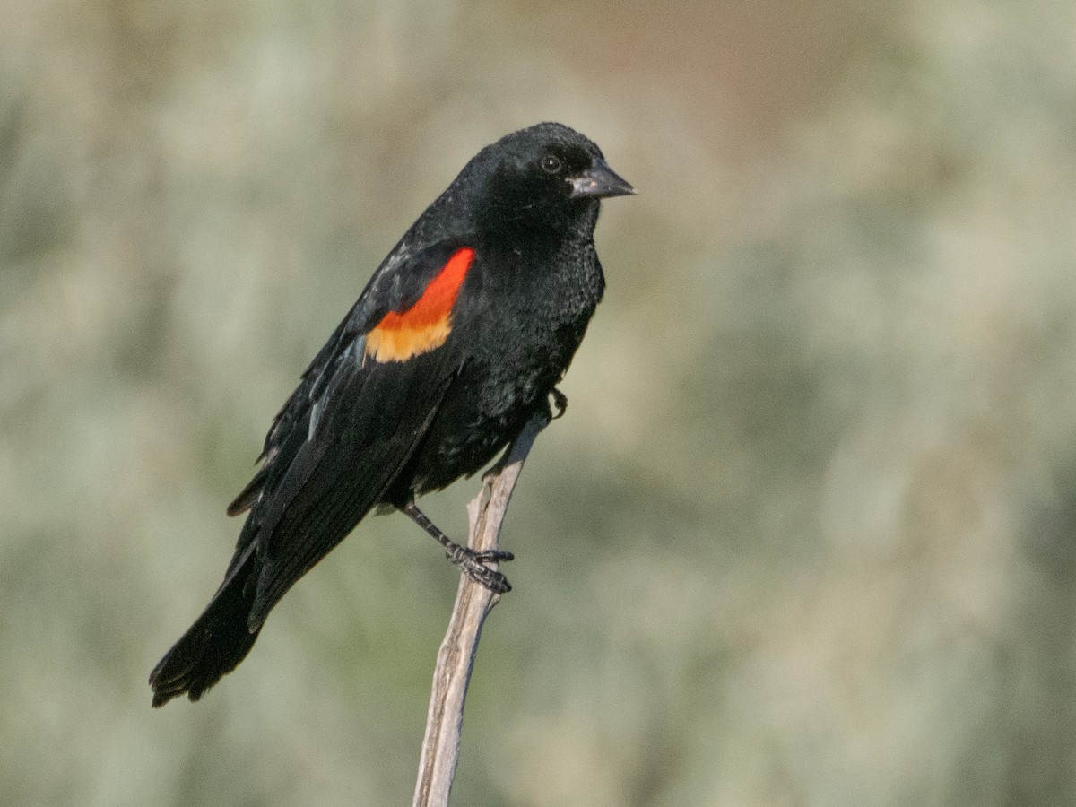 Red-winged Blackbird - ML620791815