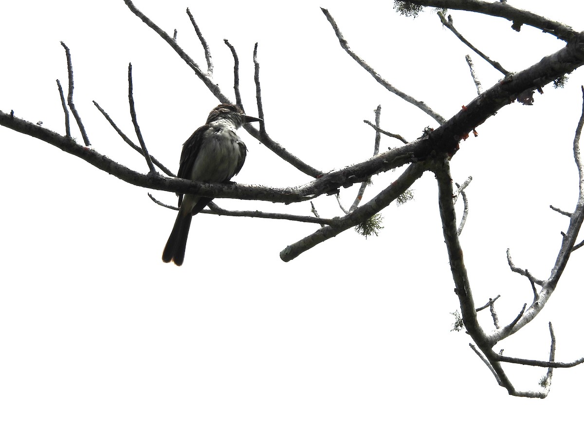 Gray Kingbird - ML620791816