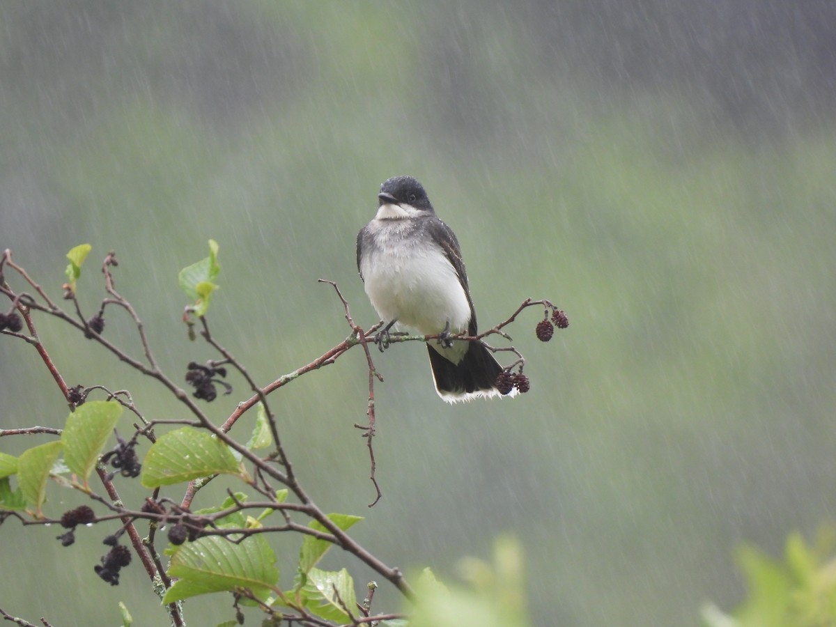 Eastern Kingbird - ML620791819