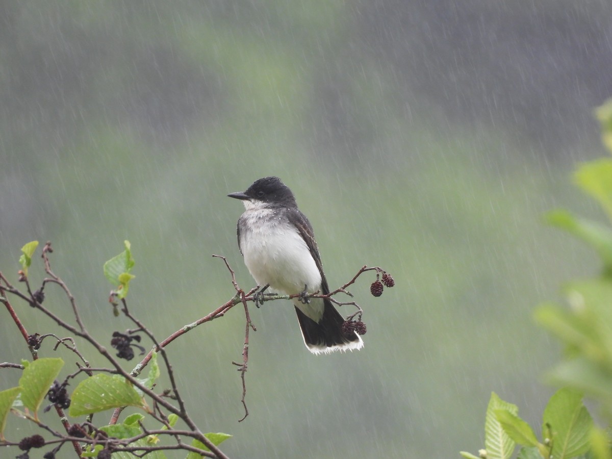 Eastern Kingbird - ML620791820