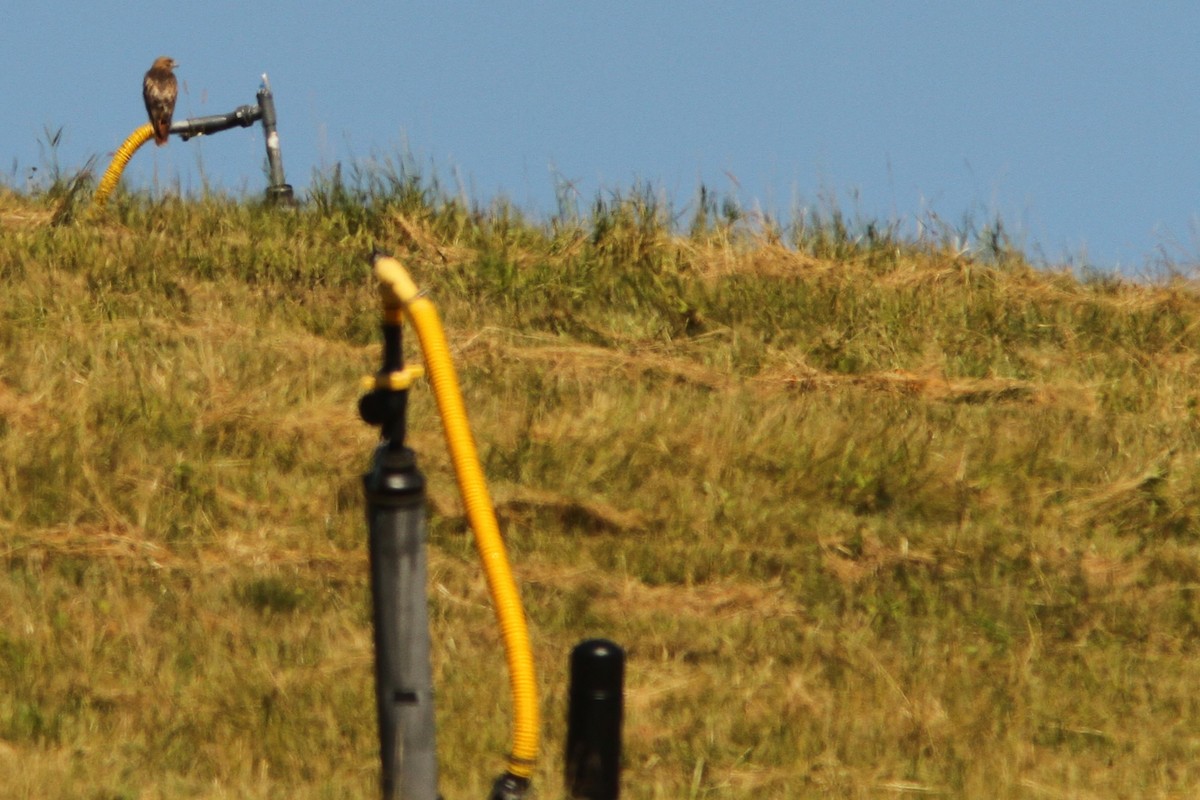 Red-tailed Hawk - ML620791821