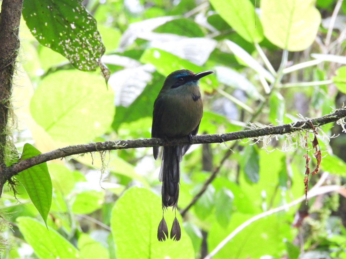 Keel-billed Motmot - ML620791822