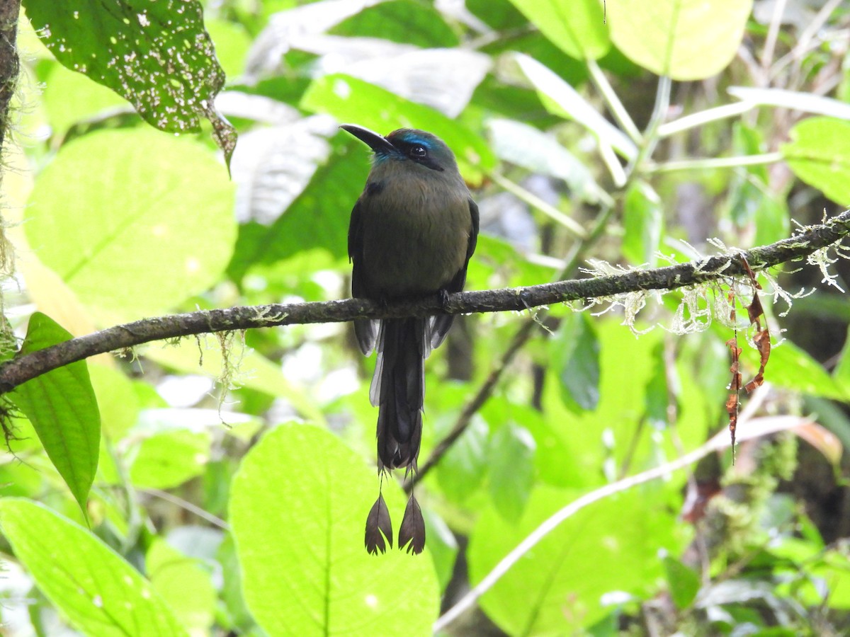 Motmot à bec caréné - ML620791823