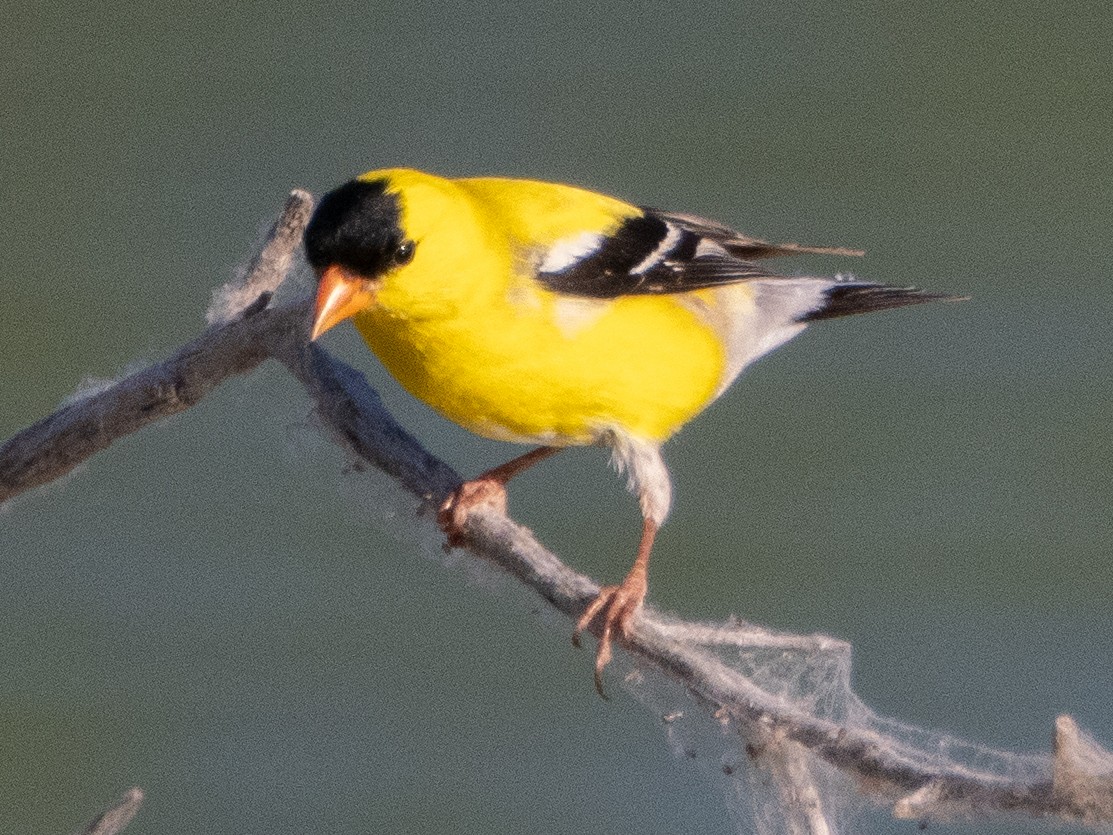 American Goldfinch - ML620791824