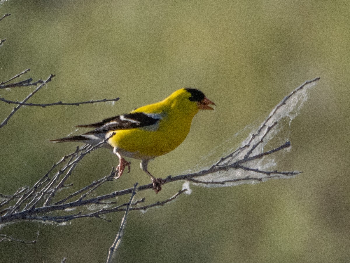 American Goldfinch - ML620791825