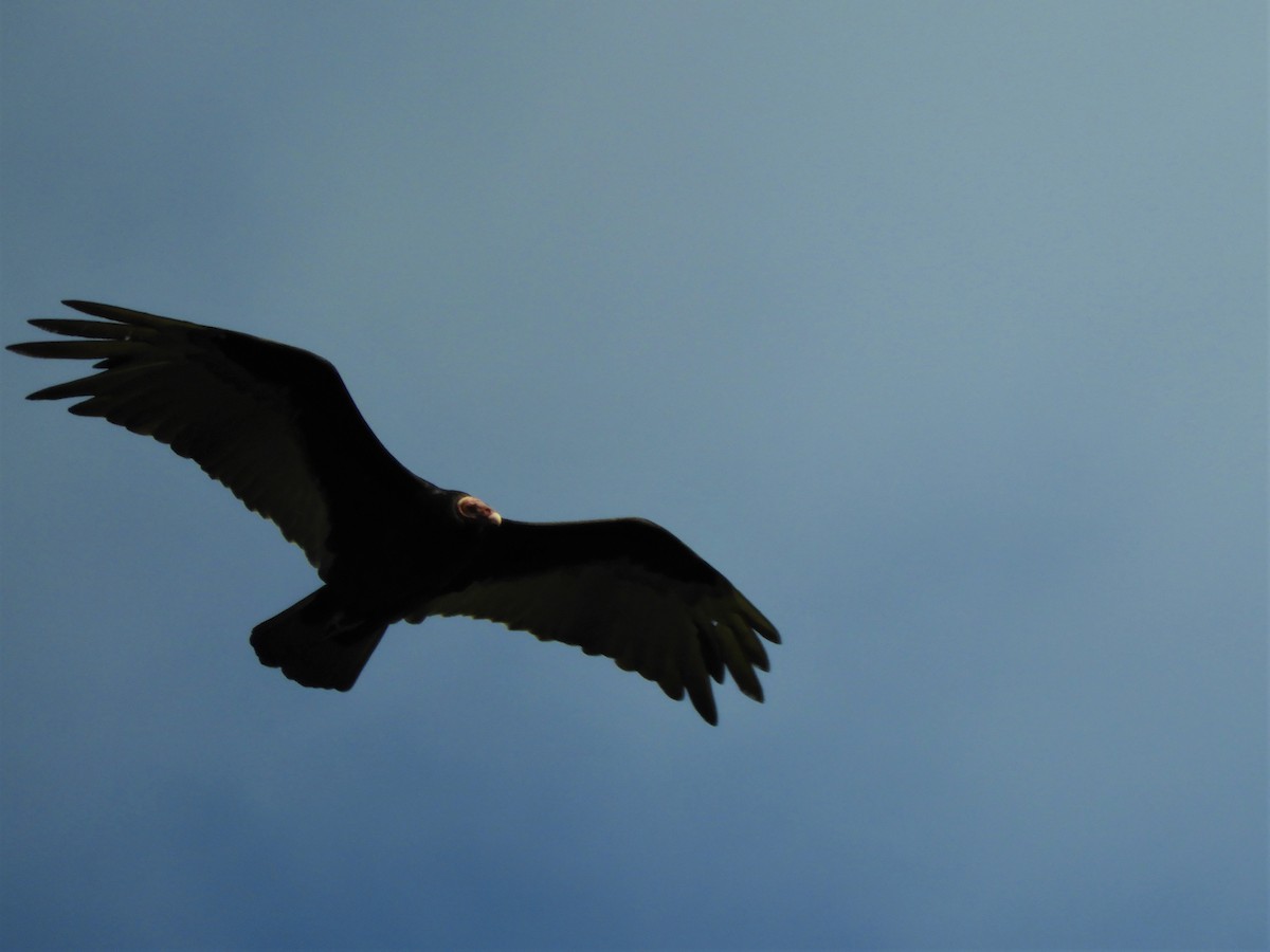 Turkey Vulture - ML620791826