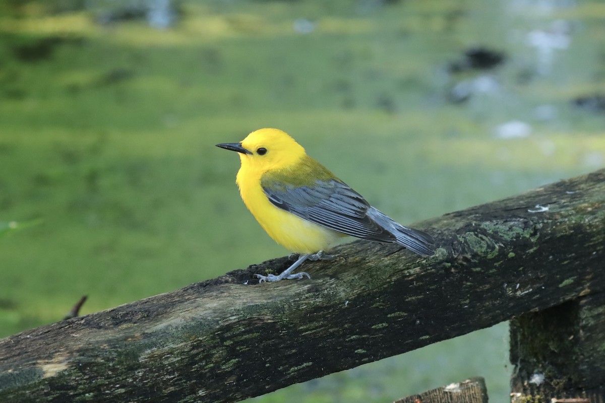 Prothonotary Warbler - ML620791830