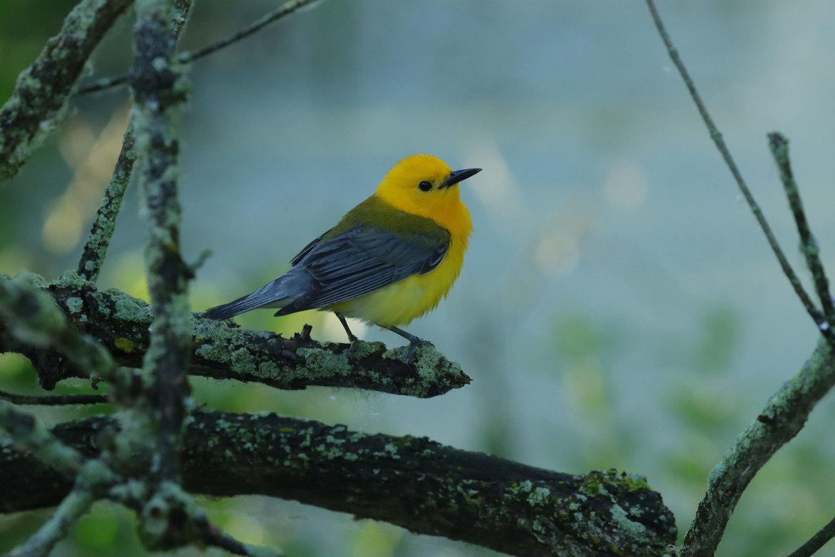 Prothonotary Warbler - ML620791831