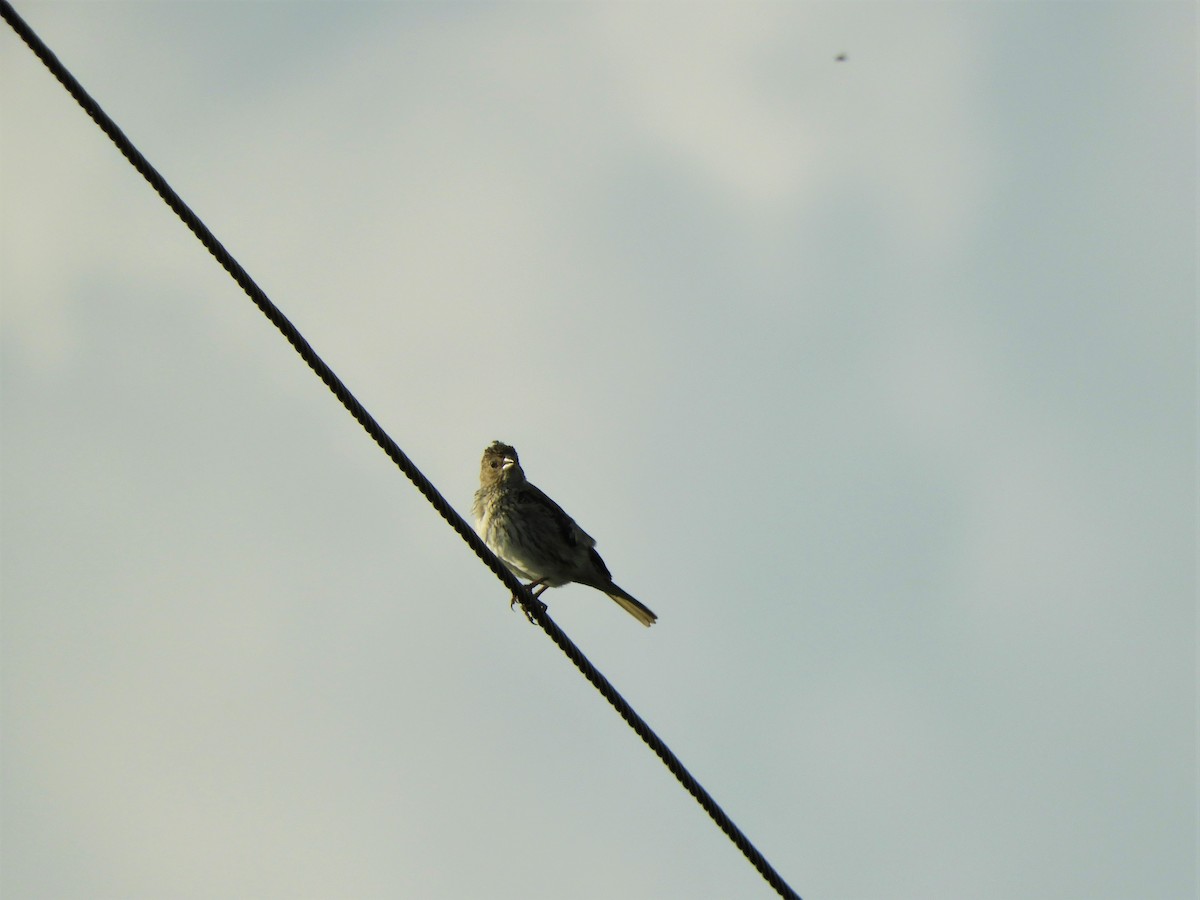 Saffron Finch - ML620791832