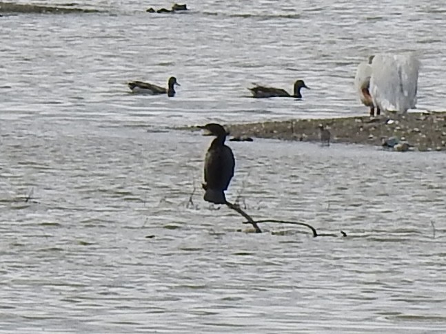 Cormorán Orejudo - ML620791833