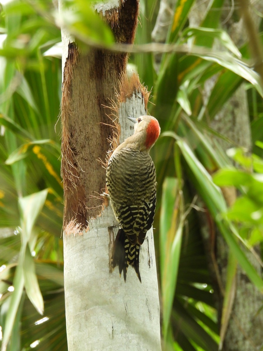 West Indian Woodpecker - ML620791837