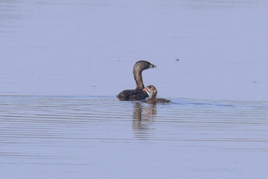 Pied-billed Grebe - ML620791838