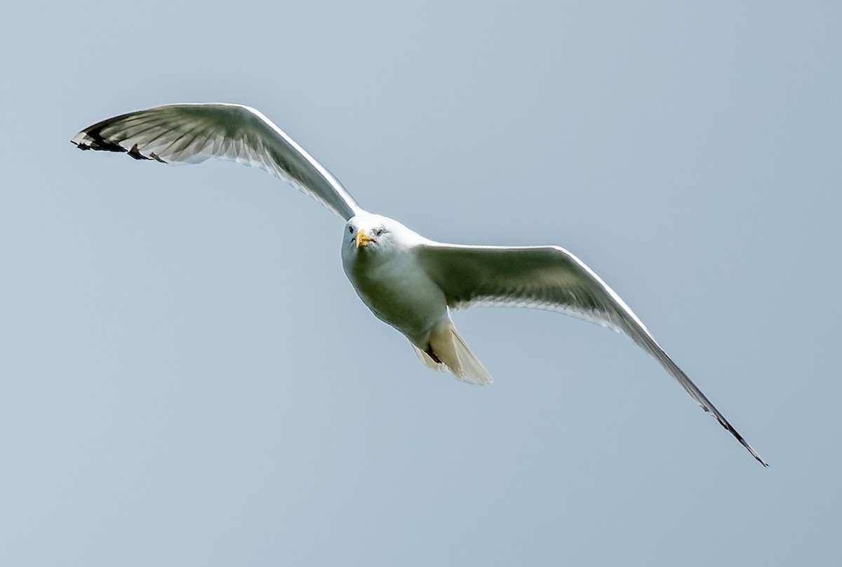 Caspian Gull - ML620791840