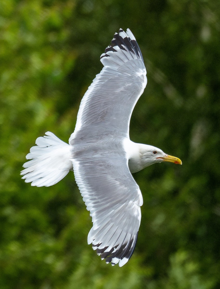 Caspian Gull - ML620791841