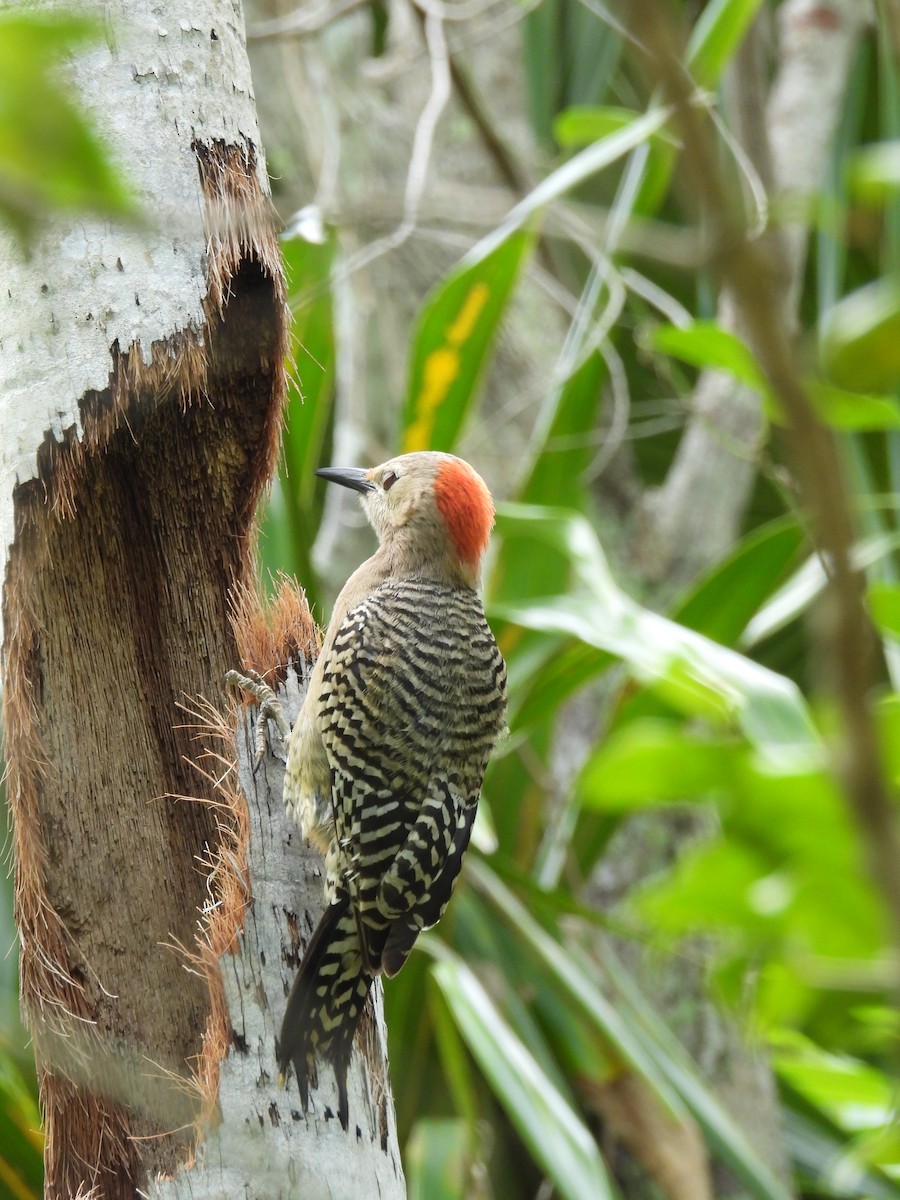 West Indian Woodpecker - ML620791844