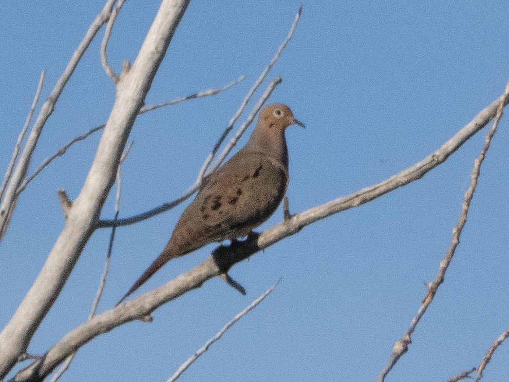 Mourning Dove - ML620791845