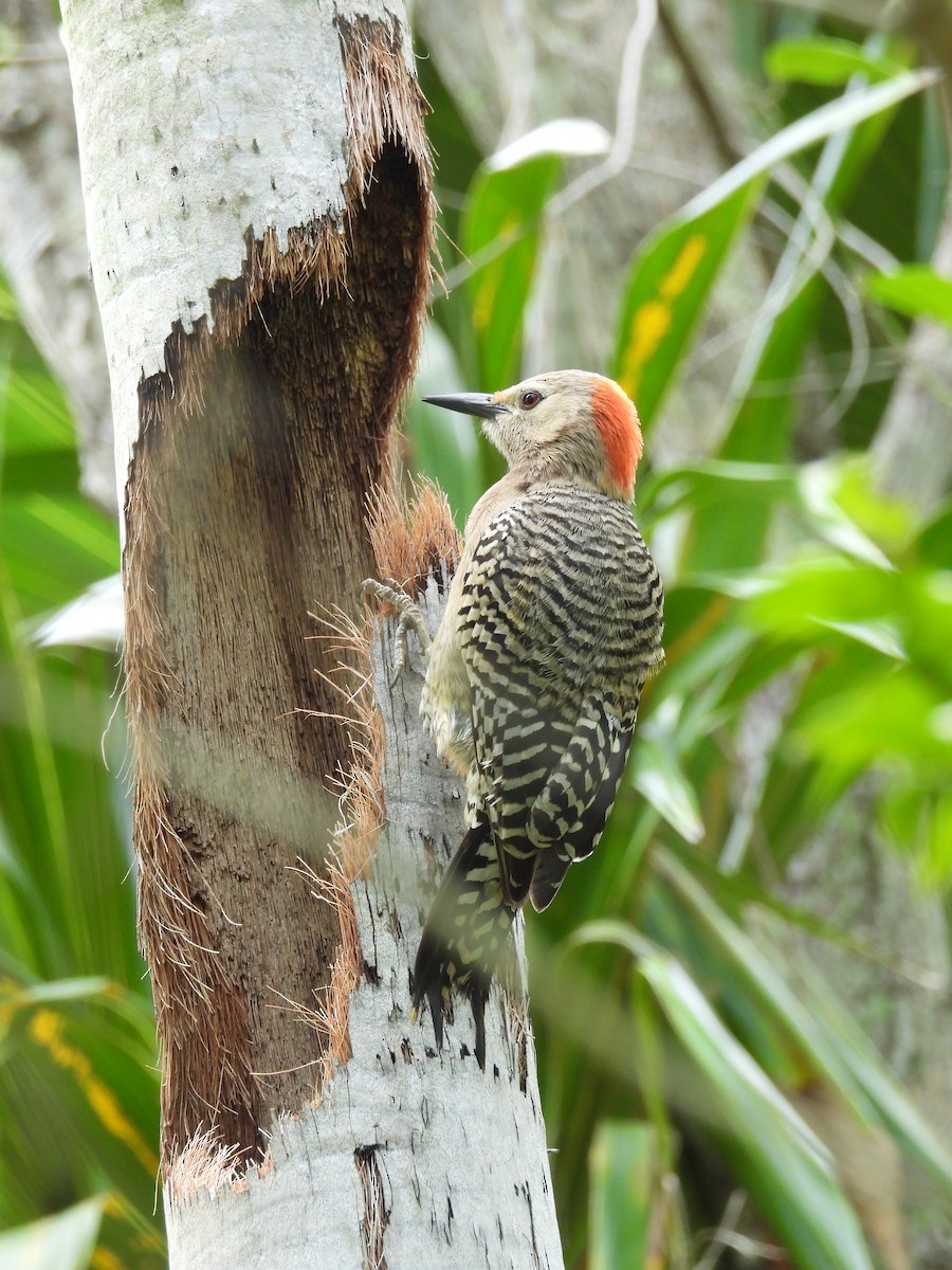 West Indian Woodpecker - ML620791846