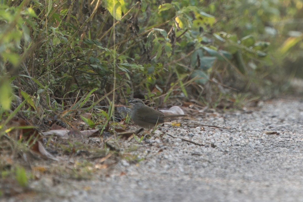 Olive Sparrow - ML620791847