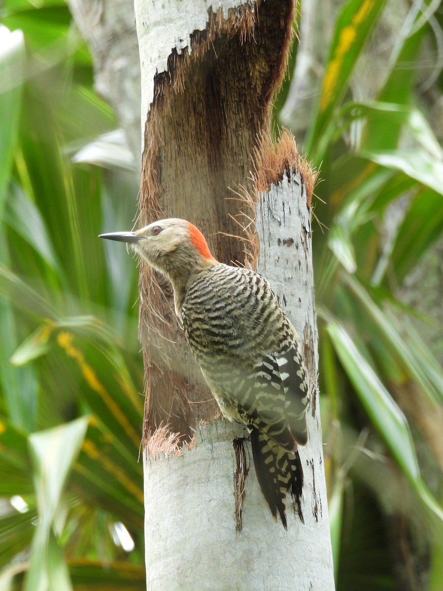 West Indian Woodpecker - ML620791857