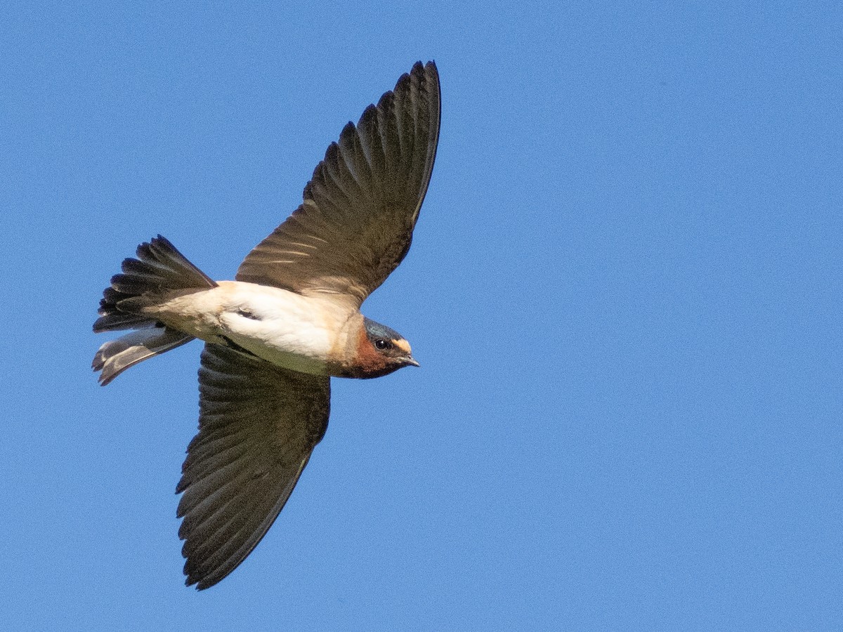 Cliff Swallow - ML620791859