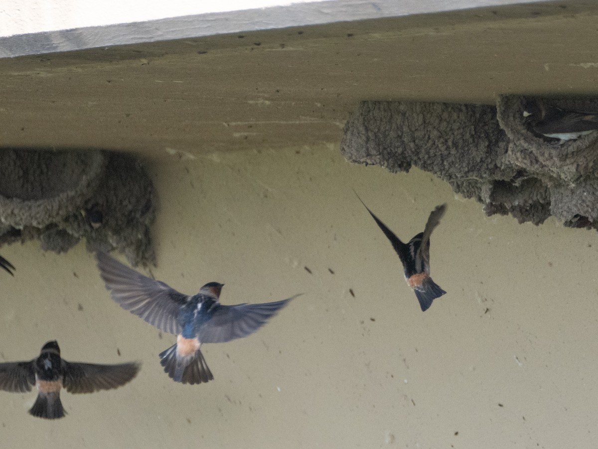 Cliff Swallow - ML620791867